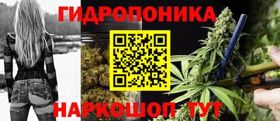 стафф Кингисепп